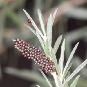 Asopinae sp. (Subfamily) at Acton, ACT - 4 Feb 2022