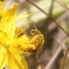Lasioglossum (Chilalictus) sp. (genus & subgenus) (Halictid bee) at Yarralumla, ACT - 13 Jan 2024 by MichaelMulvaney