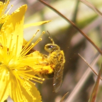 Lasioglossum (Chilalictus) sp. (genus & subgenus) (Halictid bee) at Yarralumla, ACT - 13 Jan 2024 by MichaelMulvaney