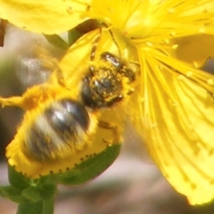 Lasioglossum (Chilalictus) sp. (genus & subgenus) at Yarralumla Grassland (YGW) - 13 Jan 2024