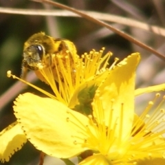 Lasioglossum (Chilalictus) sp. (genus & subgenus) at Yarralumla Grassland (YGW) - 13 Jan 2024