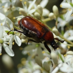 Bisallardiana gymnopleura (Brown flower chafer) at Mongarlowe, NSW - 13 Jan 2024 by LisaH