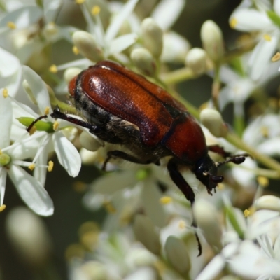 Bisallardiana gymnopleura (Brown flower chafer) at Mongarlowe, NSW - 13 Jan 2024 by LisaH