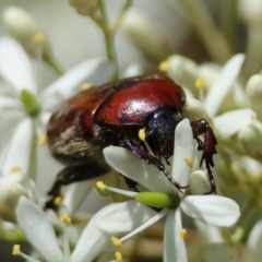 Bisallardiana gymnopleura at QPRC LGA - 13 Jan 2024