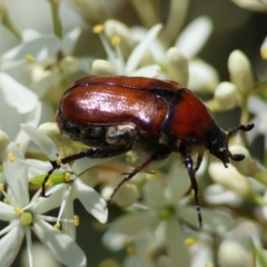 Bisallardiana gymnopleura at QPRC LGA - 13 Jan 2024