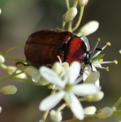 Bisallardiana gymnopleura at QPRC LGA - 13 Jan 2024