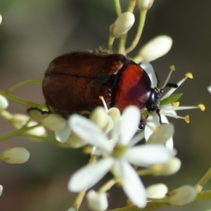 Bisallardiana gymnopleura at QPRC LGA - 13 Jan 2024