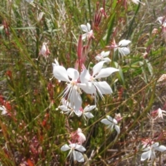 Oenothera lindheimeri (Clockweed) at Yarralumla Grassland (YGW) - 12 Jan 2024 by MichaelMulvaney