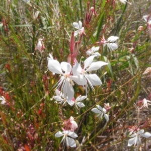 Oenothera lindheimeri at Yarralumla Grassland (YGW) - 13 Jan 2024