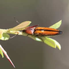 Elateridae sp. (family) (Unidentified click beetle) at Mongarlowe, NSW - 13 Jan 2024 by LisaH