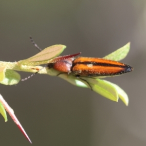 Elateridae sp. (family) at QPRC LGA - 13 Jan 2024