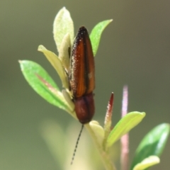 Elateridae sp. (family) at QPRC LGA - 13 Jan 2024