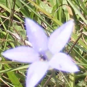 Eurys sp. (genus) at Yarralumla Grassland (YGW) - 13 Jan 2024