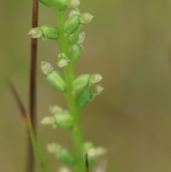 Microtis parviflora (Slender Onion Orchid) at Mongarlowe River - 13 Jan 2024 by LisaH