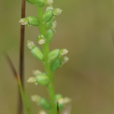 Microtis parviflora (Slender Onion Orchid) at Mongarlowe, NSW - 13 Jan 2024 by LisaH