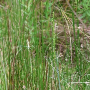 Microtis parviflora at QPRC LGA - 13 Jan 2024