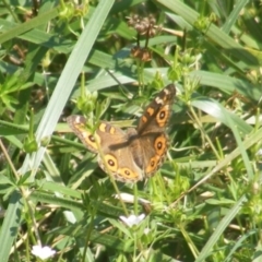 Junonia villida (Meadow Argus) at Yarralumla, ACT - 13 Jan 2024 by MichaelMulvaney