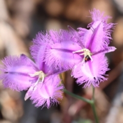 Thysanotus tuberosus subsp. tuberosus (Common Fringe-lily) at Mongarlowe, NSW - 13 Jan 2024 by LisaH