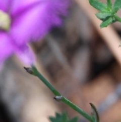 Thysanotus tuberosus subsp. tuberosus at QPRC LGA - 13 Jan 2024