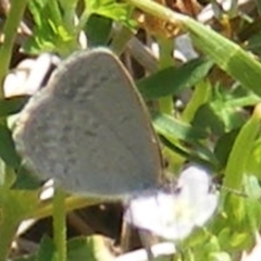 Zizina otis (Common Grass-Blue) at Yarralumla Grassland (YGW) - 13 Jan 2024 by MichaelMulvaney