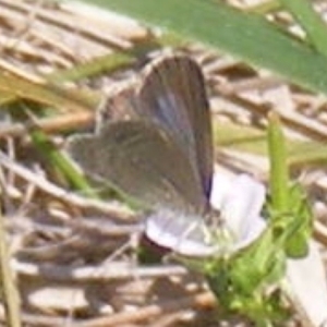 Zizina otis at Yarralumla Grassland (YGW) - 13 Jan 2024 11:18 AM