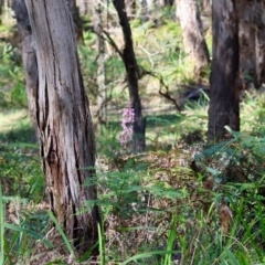 Dipodium roseum (Rosy Hyacinth Orchid) at Mongarlowe River - 12 Jan 2024 by LisaH