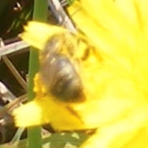 Lasioglossum (Chilalictus) sp. (genus & subgenus) at Yarralumla Grassland (YGW) - 13 Jan 2024 11:30 AM