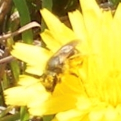 Lasioglossum (Chilalictus) sp. (genus & subgenus) at Yarralumla Grassland (YGW) - 13 Jan 2024 11:30 AM