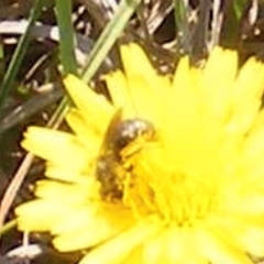 Lasioglossum (Chilalictus) sp. (genus & subgenus) at Yarralumla Grassland (YGW) - 13 Jan 2024 11:30 AM