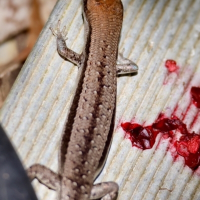 Lampropholis guichenoti (Common Garden Skink) at QPRC LGA - 12 Jan 2024 by LisaH