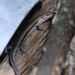 Lampropholis guichenoti at QPRC LGA - 13 Jan 2024