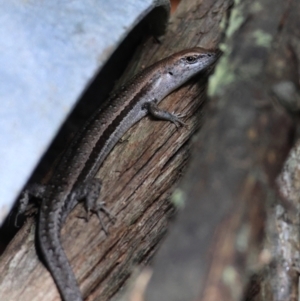 Lampropholis guichenoti at QPRC LGA - 13 Jan 2024