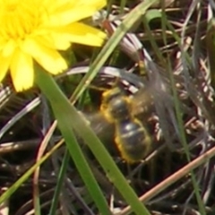 Lasioglossum (Chilalictus) sp. (genus & subgenus) (Halictid bee) at Yarralumla, ACT - 13 Jan 2024 by MichaelMulvaney