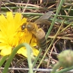 Apis mellifera (European honey bee) at Yarralumla Grassland (YGW) - 13 Jan 2024 by MichaelMulvaney