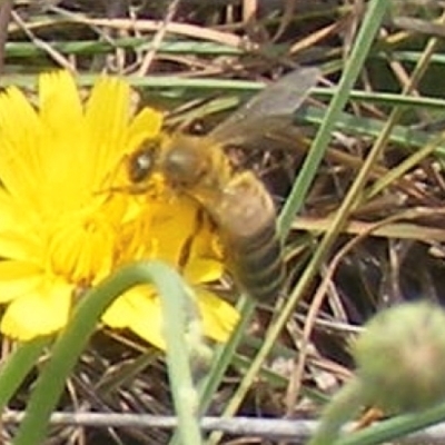 Apis mellifera (European honey bee) at Yarralumla Grassland (YGW) - 13 Jan 2024 by MichaelMulvaney