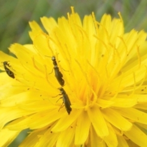 Dasytinae (subfamily) at Yarralumla Grassland (YGW) - 13 Jan 2024