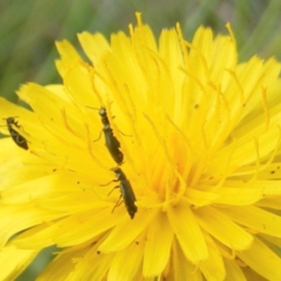 Dasytinae (subfamily) (Soft-winged flower beetle) at Yarralumla Grassland (YGW) - 13 Jan 2024 by MichaelMulvaney