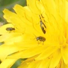 Dasytinae (subfamily) at Yarralumla Grassland (YGW) - 13 Jan 2024