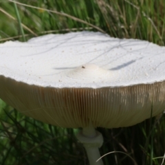 Macrolepiota dolichaula (Macrolepiota dolichaula) at Mongarlowe, NSW - 12 Jan 2024 by LisaH