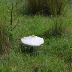 Macrolepiota dolichaula at QPRC LGA - 13 Jan 2024