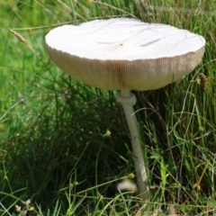 Macrolepiota dolichaula at QPRC LGA - 13 Jan 2024