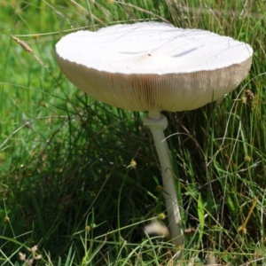 Macrolepiota dolichaula at QPRC LGA - suppressed