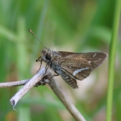 Taractrocera papyria (White-banded Grass-dart) at Mongarlowe River - 12 Jan 2024 by LisaH