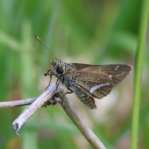 Taractrocera papyria at QPRC LGA - suppressed