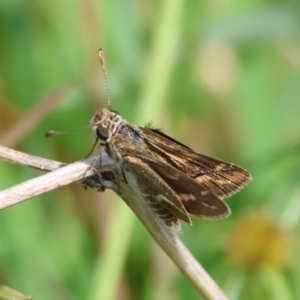 Taractrocera papyria at QPRC LGA - suppressed