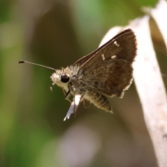 Toxidia parvula (Banded Grass-skipper) at QPRC LGA - 13 Jan 2024 by LisaH