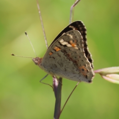 Junonia villida (Meadow Argus) at QPRC LGA - 13 Jan 2024 by LisaH