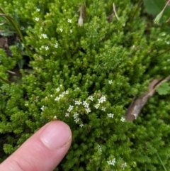 Asperula pusilla (Alpine Woodruff) at Namadgi National Park - 11 Jan 2024 by WalterEgo