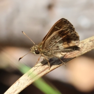 Toxidia parvula at QPRC LGA - suppressed