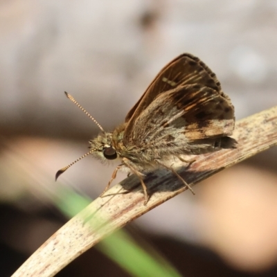 Toxidia parvula (Banded Grass-skipper) at Mongarlowe River - 13 Jan 2024 by LisaH